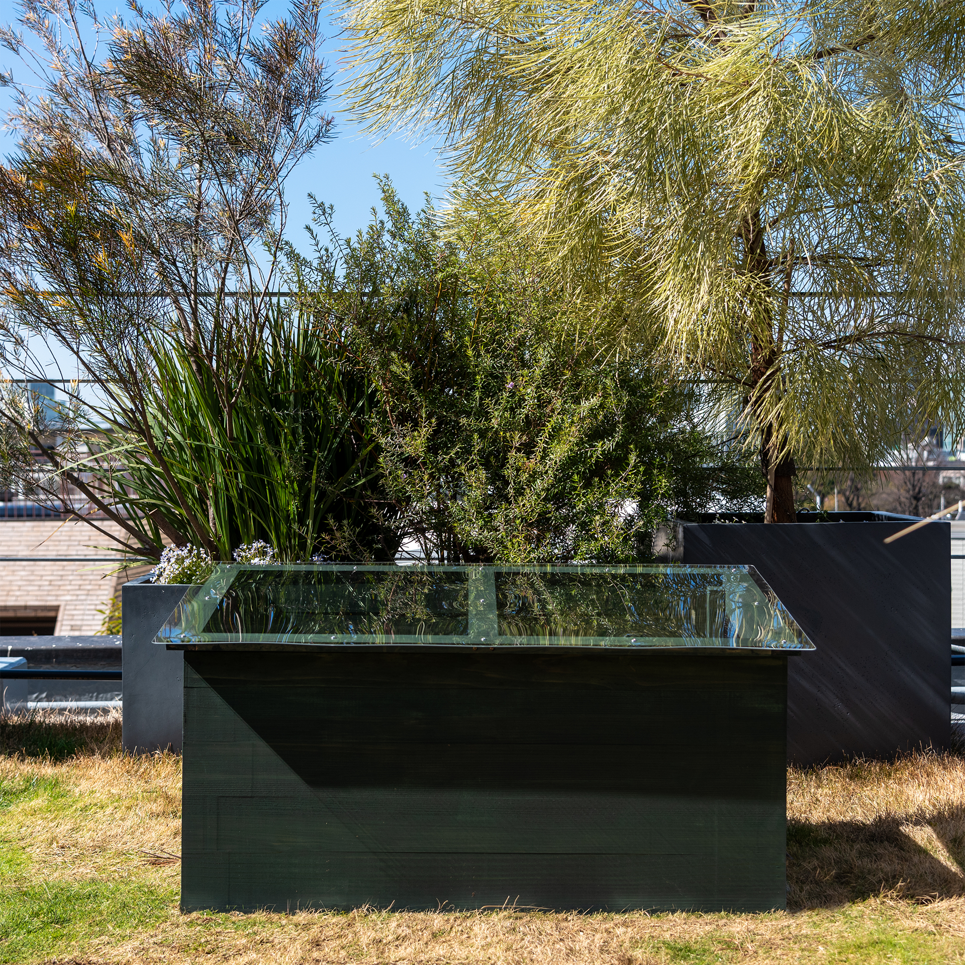 森の木 DSC2775_1_cb3321e7-1311-4e93-